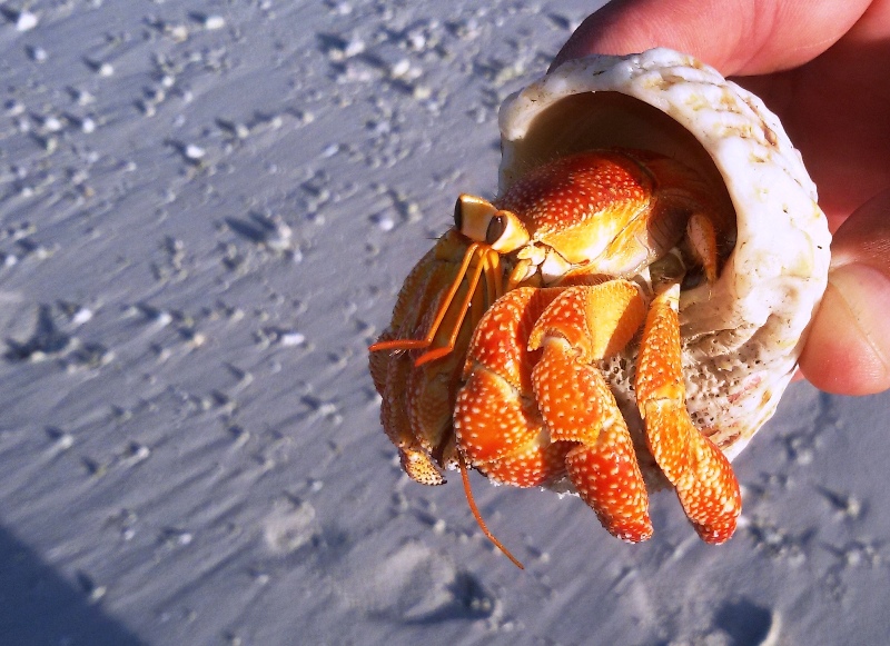 Varenda snäcka på stranden bebos av en krabba