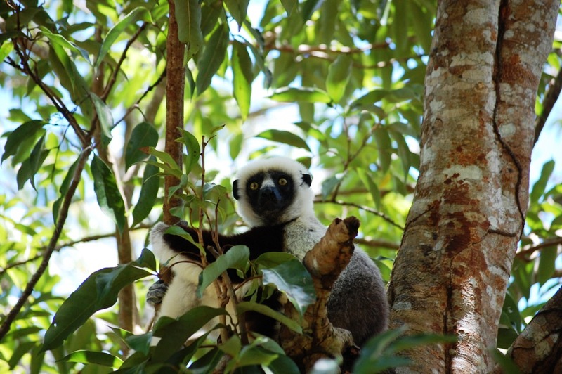 Det finns fler än hundra olika sorters lemurer på Madagaskar