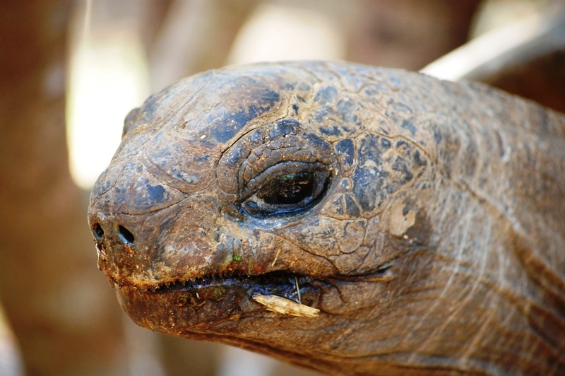 Sköldpadda som är 205 år gammal